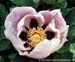 Rockii Peony: JING XIN MEN